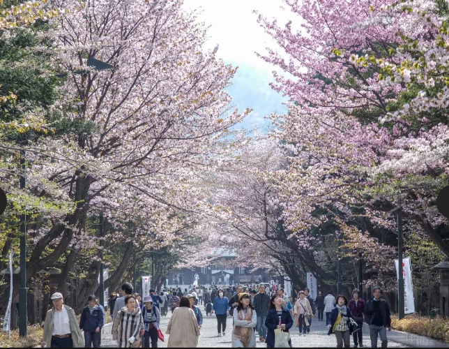 2026 벚꽃 개화시기 전국 지도 확인 및 서울 경주 진해 벚꽃 축제 명소 구경하기 좋은 곳 추천