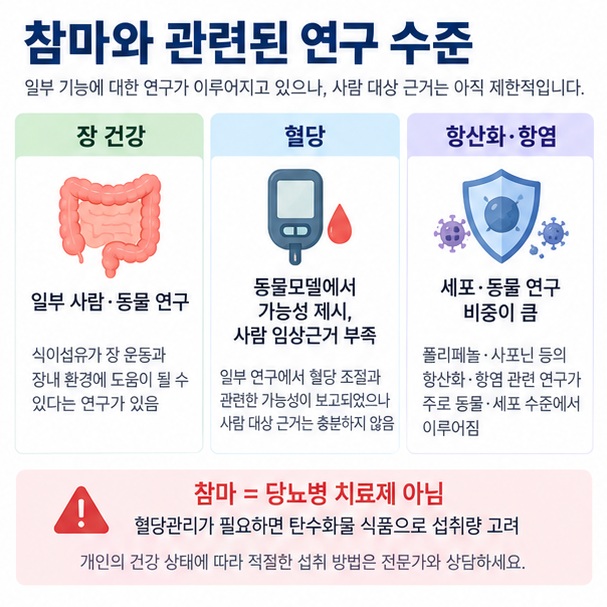 참마의 장 건강 혈당 항산화 연구가 동물 시험관 중심이며 사람 대상 근거는 제한적임을 보여주는 이미지
