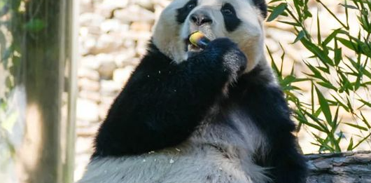 에버랜드 인기 놀이기구 BEST5 (T익스프레스, 판다월드, 사파리)