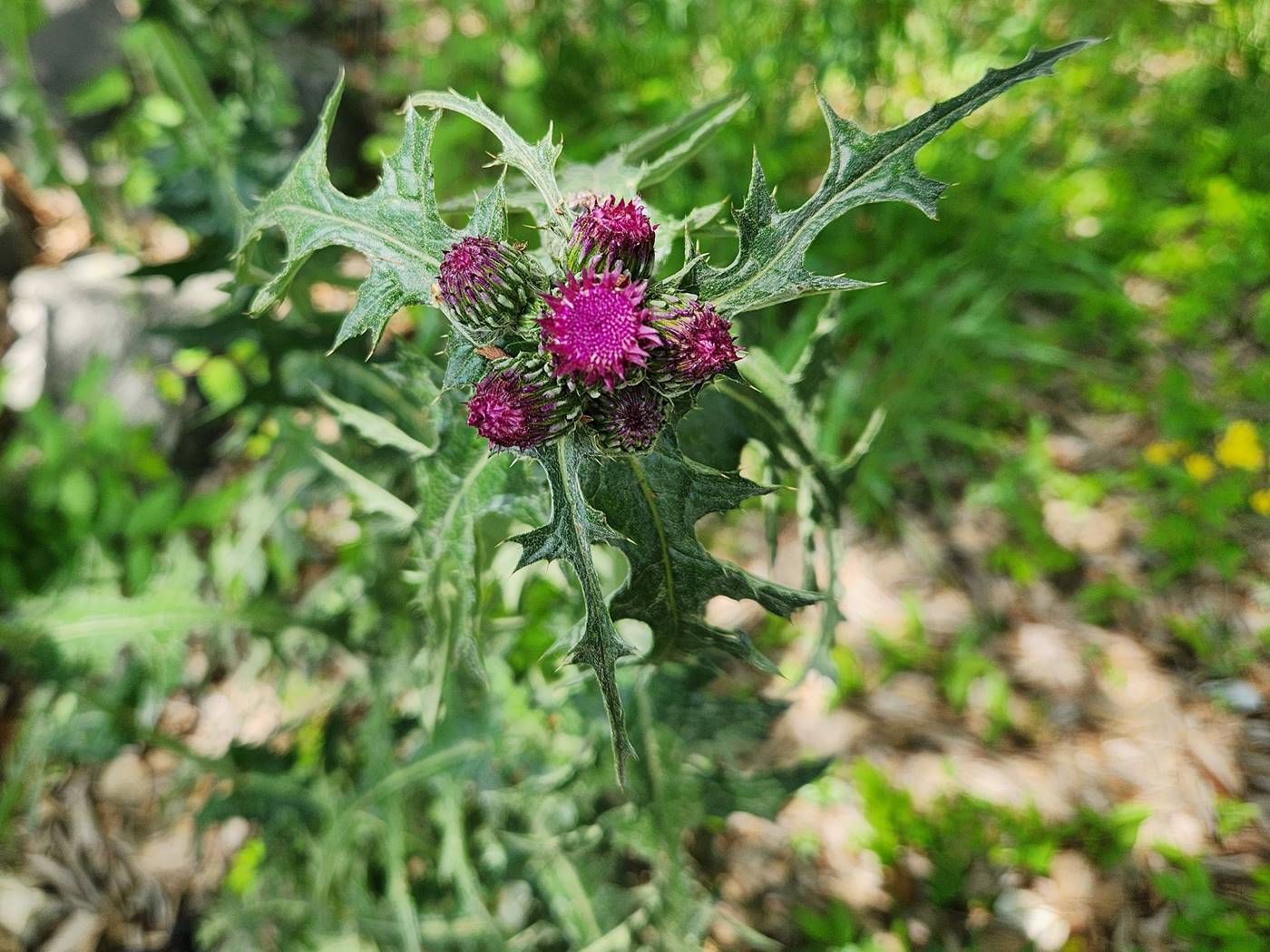 엉겅퀴(가시나물) Thistle