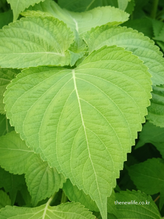 잎맥과 질감이 선명하게 드러난 깻잎 클로즈업