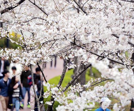 과천 벚꽃
