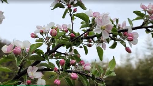 사과나무-과실-비대-적과-열매솎기-시기