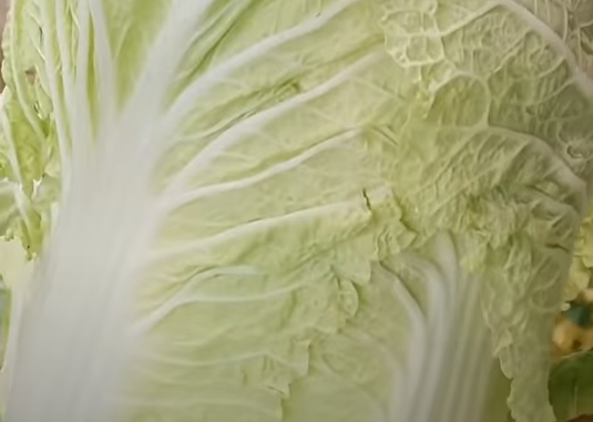 김장배추고르는법-겉잎상태확인