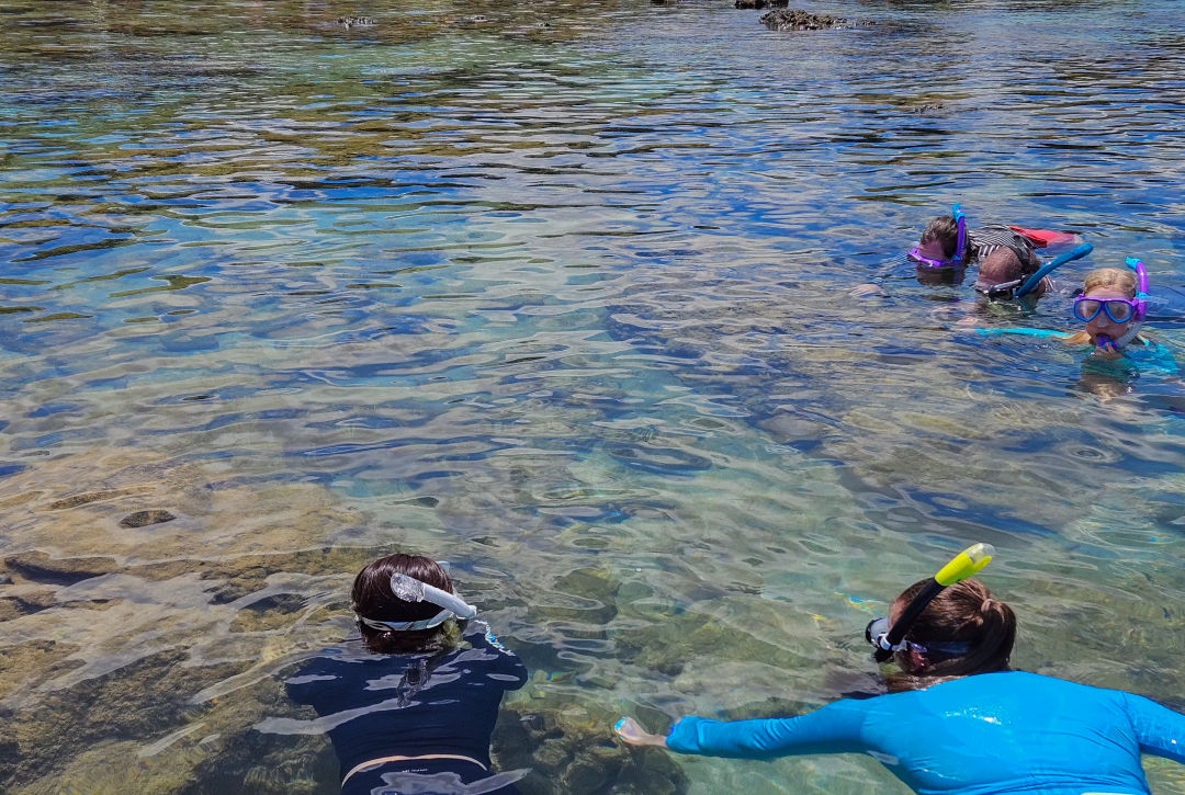 샥스코브 거북이