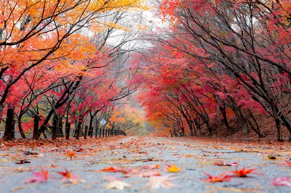 가을단풍드라이브