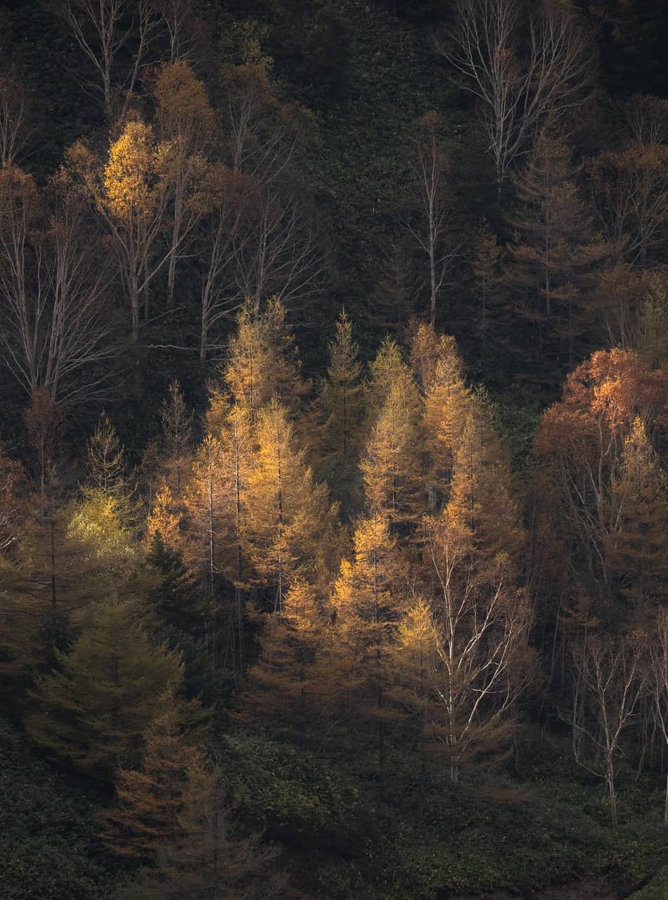 세계의 희귀약초 산사