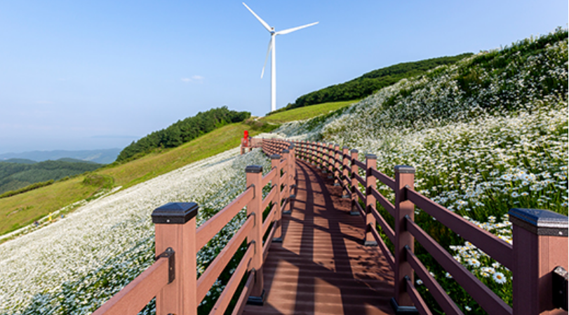 평창 육백마지기 샤스타데이지5