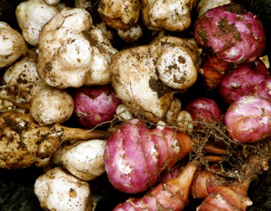 말린돼지감자,예루살렘아티초크,돼지감자차효능,돼지감자즙,돼지감자효능,볶은돼지감자,돼지감자먹는법