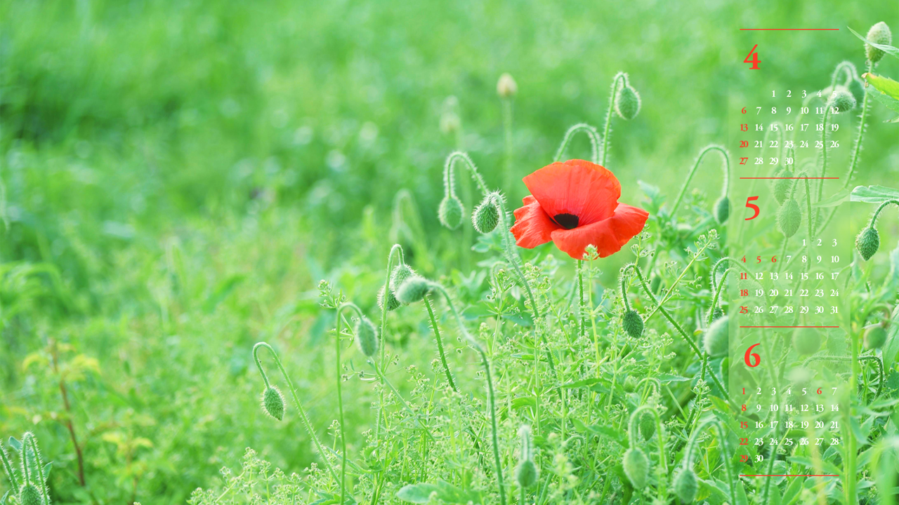 06 꽃양귀비 한송이 B - 2025년5월 노트북배경화면