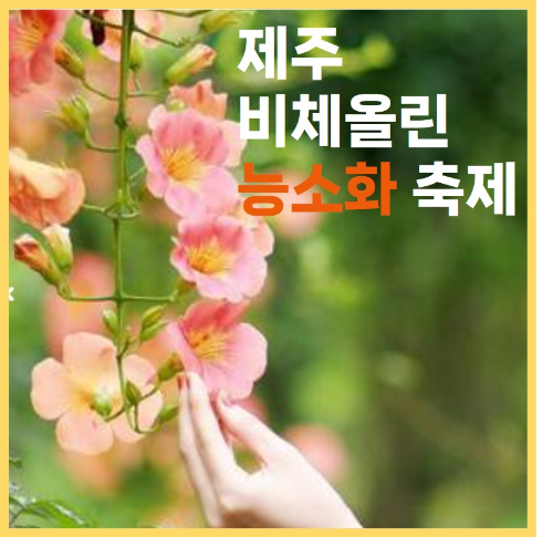 제주 비체올린 능소화 축제