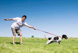 산책할때 줄을 당기는 강아지 모습