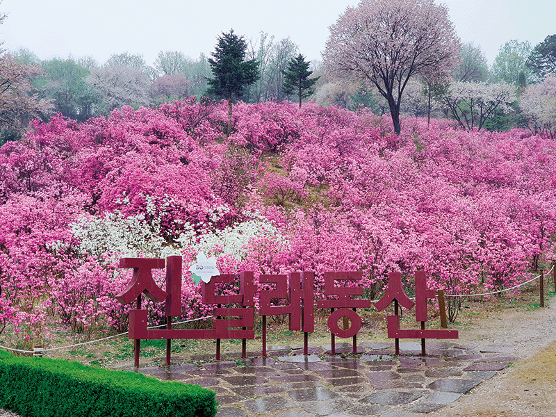 부천 원미산 진달래동산, 서울 근교 숨은 봄꽃 명소