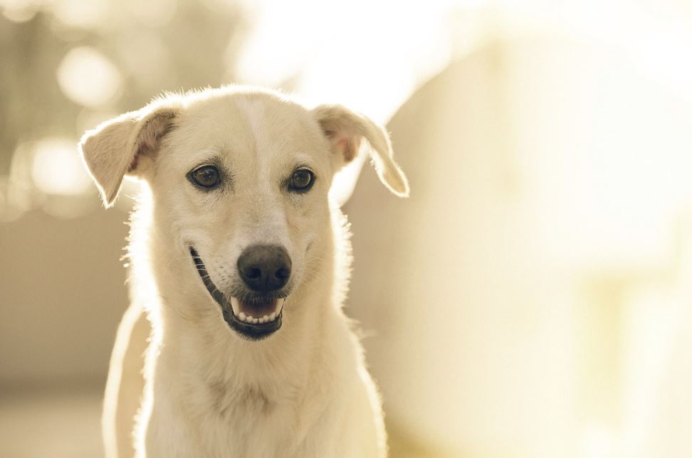 2026년 1월 띠별 운세 총정리 (+년도별)