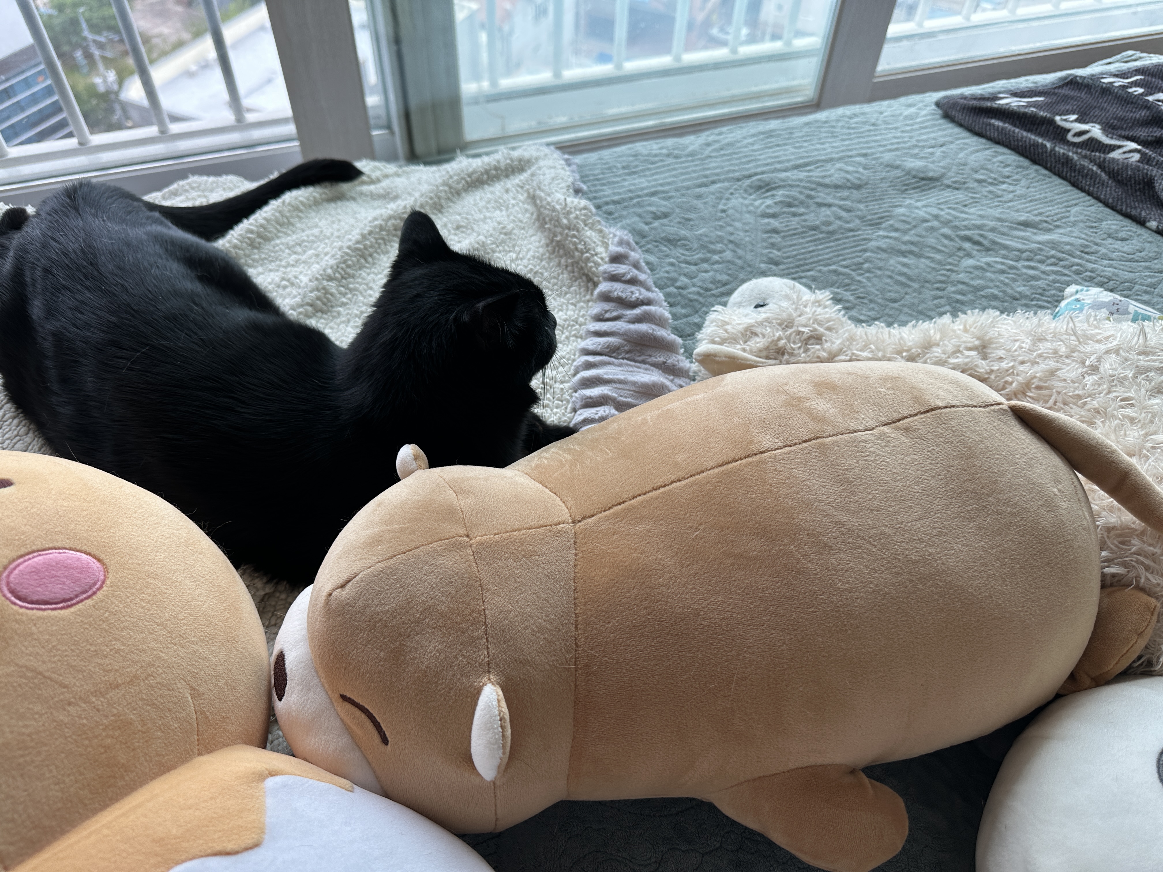 새로_업어온_물개_인형을_맘에_들어하는_건이_6