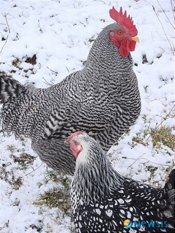 2024년 신년운세 닭띠 2월 쫙펴진 날개~