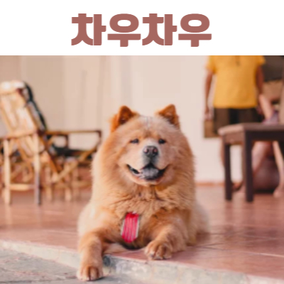 차우차우 이미지