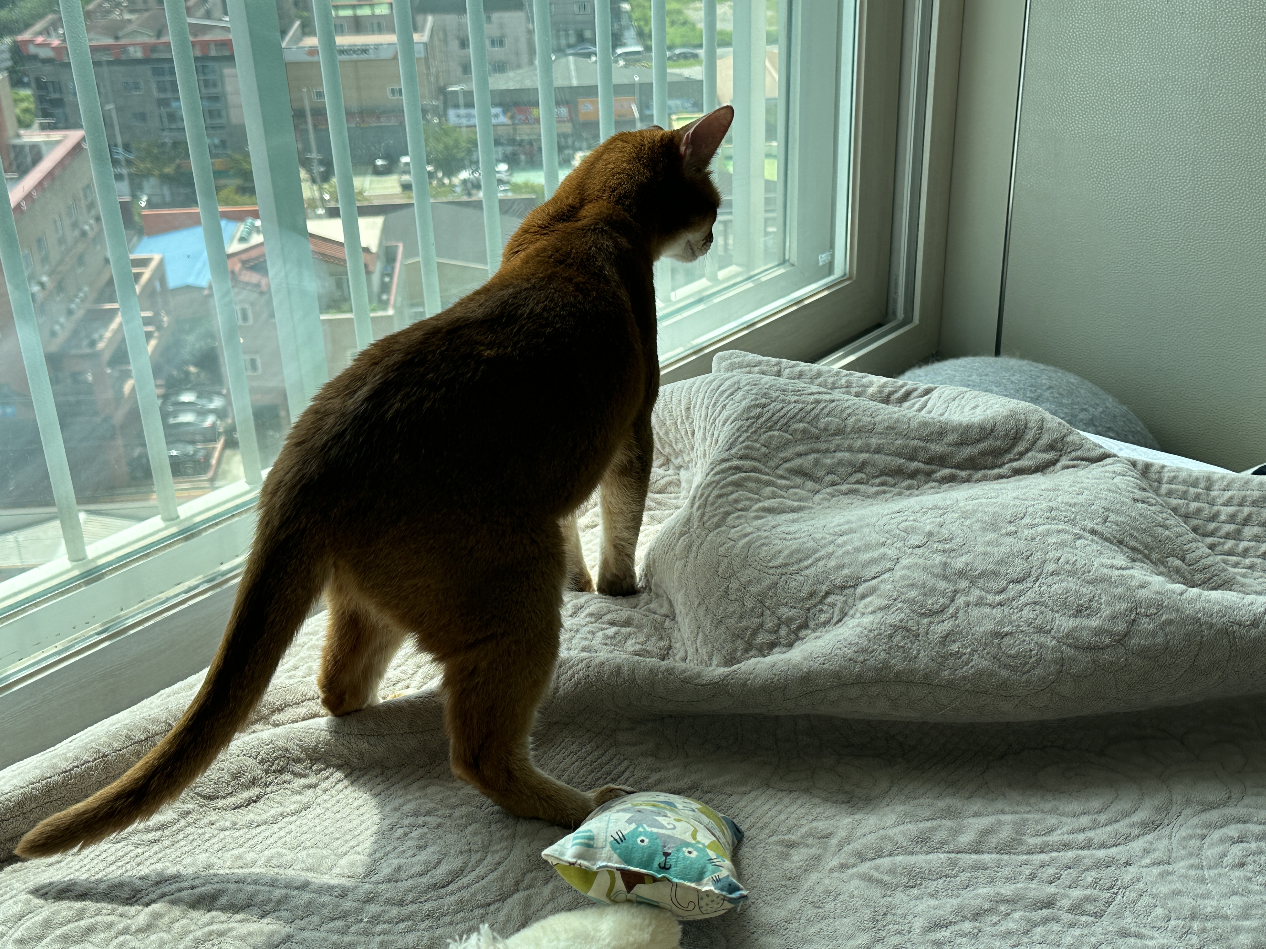 이불아래_건이를_째려보고_있는_아비시니안_루나