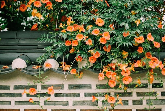 능소화 뜻 개화시기 꽃말 묘목 키우기 독 한자 명소 뚝섬 대구 능소화폭포 포토존 추천2