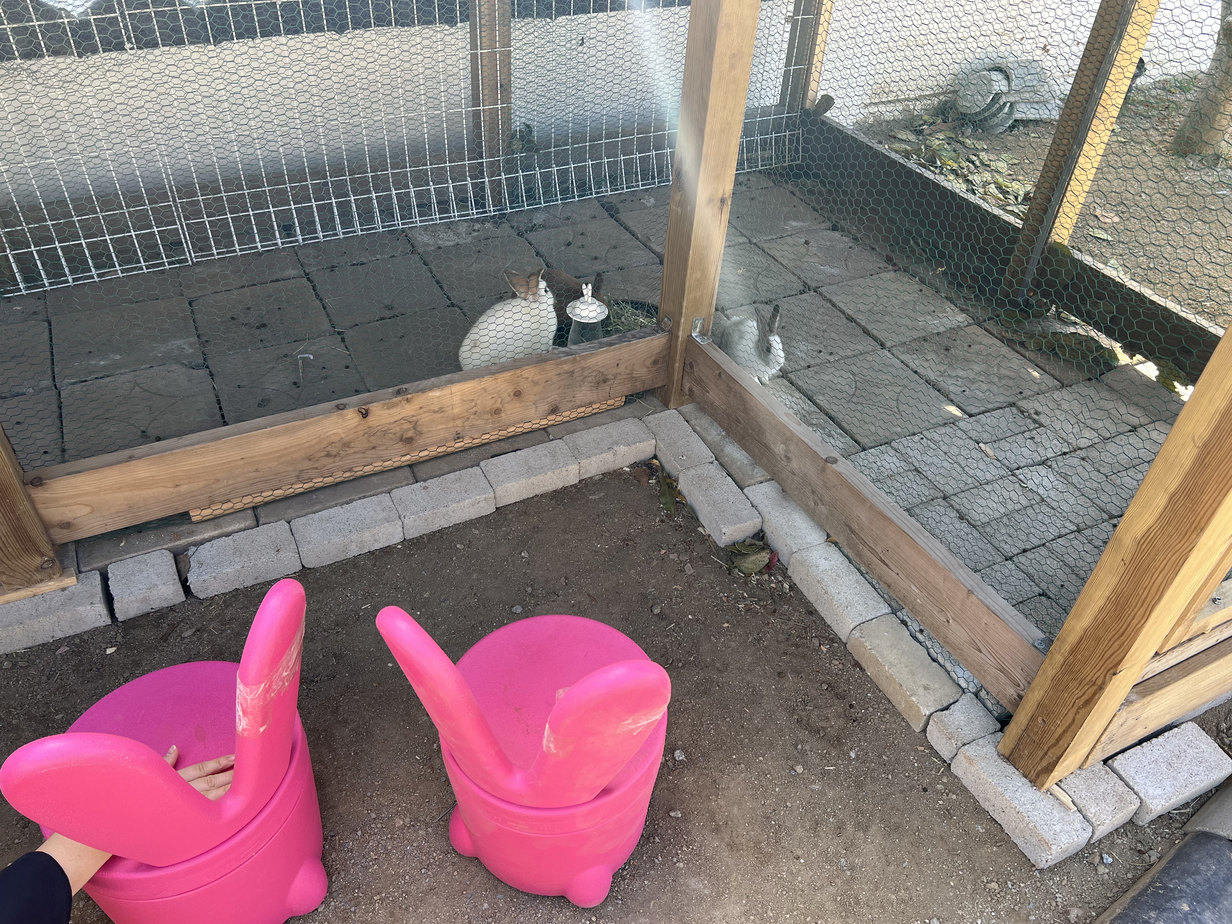 안초당 토끼 체험