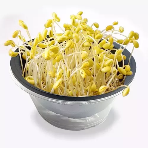 콩나물(Bean sprouts)
