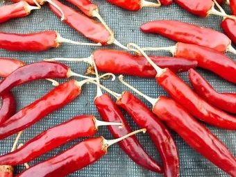 영양 고추 가격 시세 10근가격 현재 농산물 시세_15