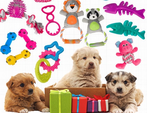 강아지 용품 관련 사진