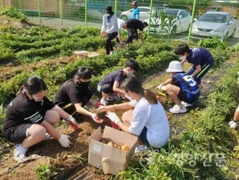 텃밭 가꾸기 모종 선택 파종 시기 물주기 비료 초보 가이드_6
