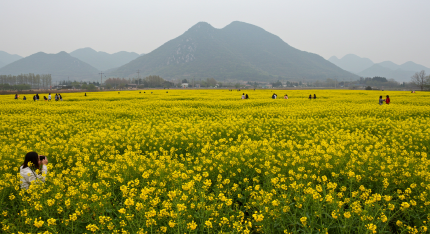 유채꽃