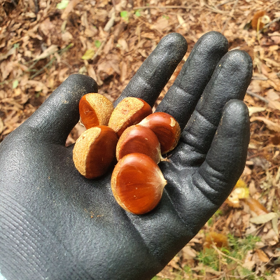 밤 줍기 체험