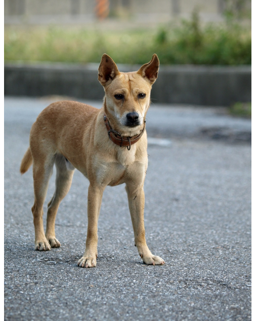 야생개란 무엇인가?