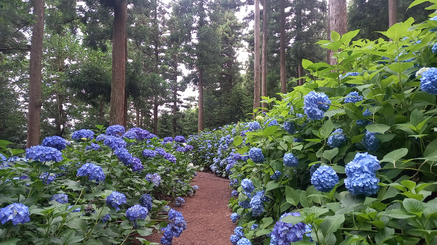특색있고 아름다운 민간 정원 30선 추천 여행 - 21. 보성 성림정원