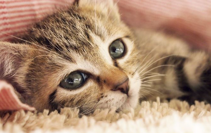 아기 고양이의 얼굴.