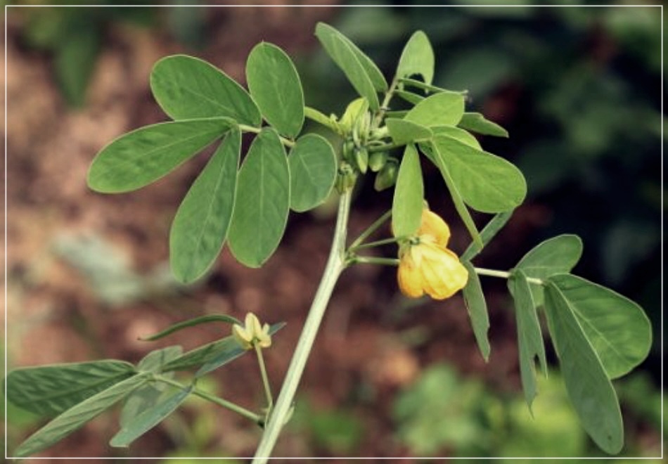 결명자의 효능, 부작용 및 섭취 방법