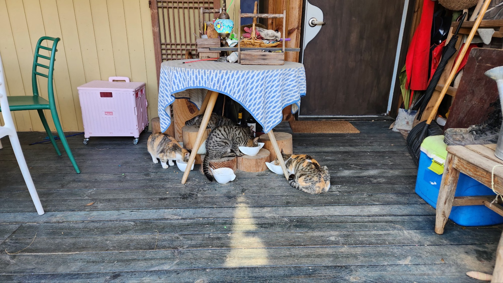 트리하우스고양이