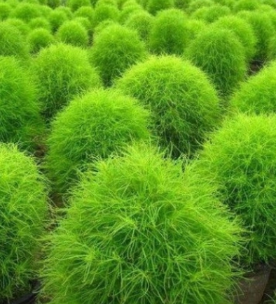 한국의 떡 종류 댑싸리떡