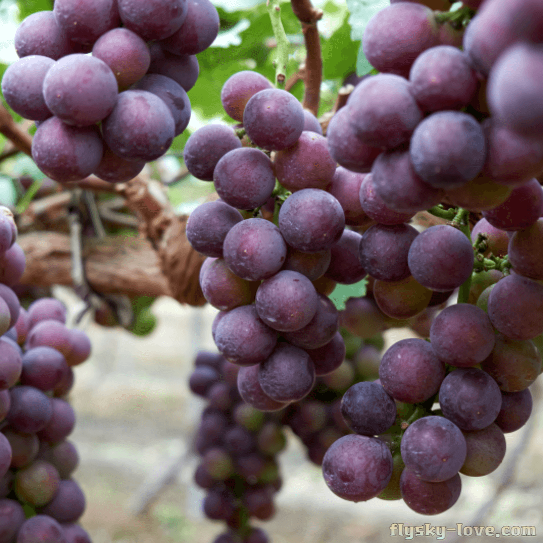 여름 제철 과일 거봉 포도