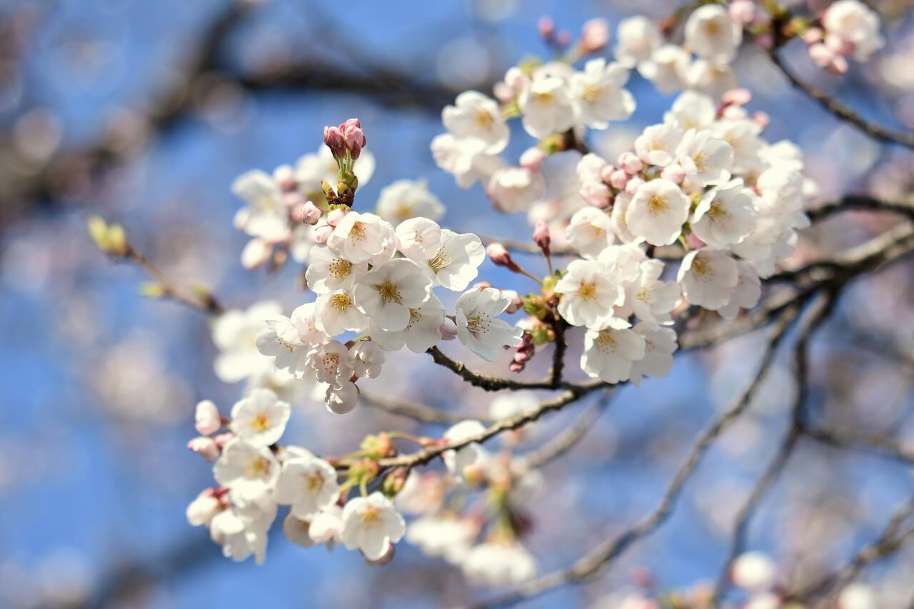 담장에 핀 벛꽃을 바라보며 대화하는 장면에서 보여지는 벗꽃나무