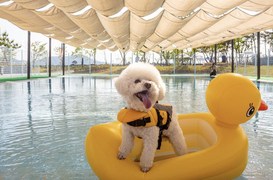 우리 아이와 어디로 갈까? 반려견과 함께 떠나는 국내 여행지 추천 BEST 5