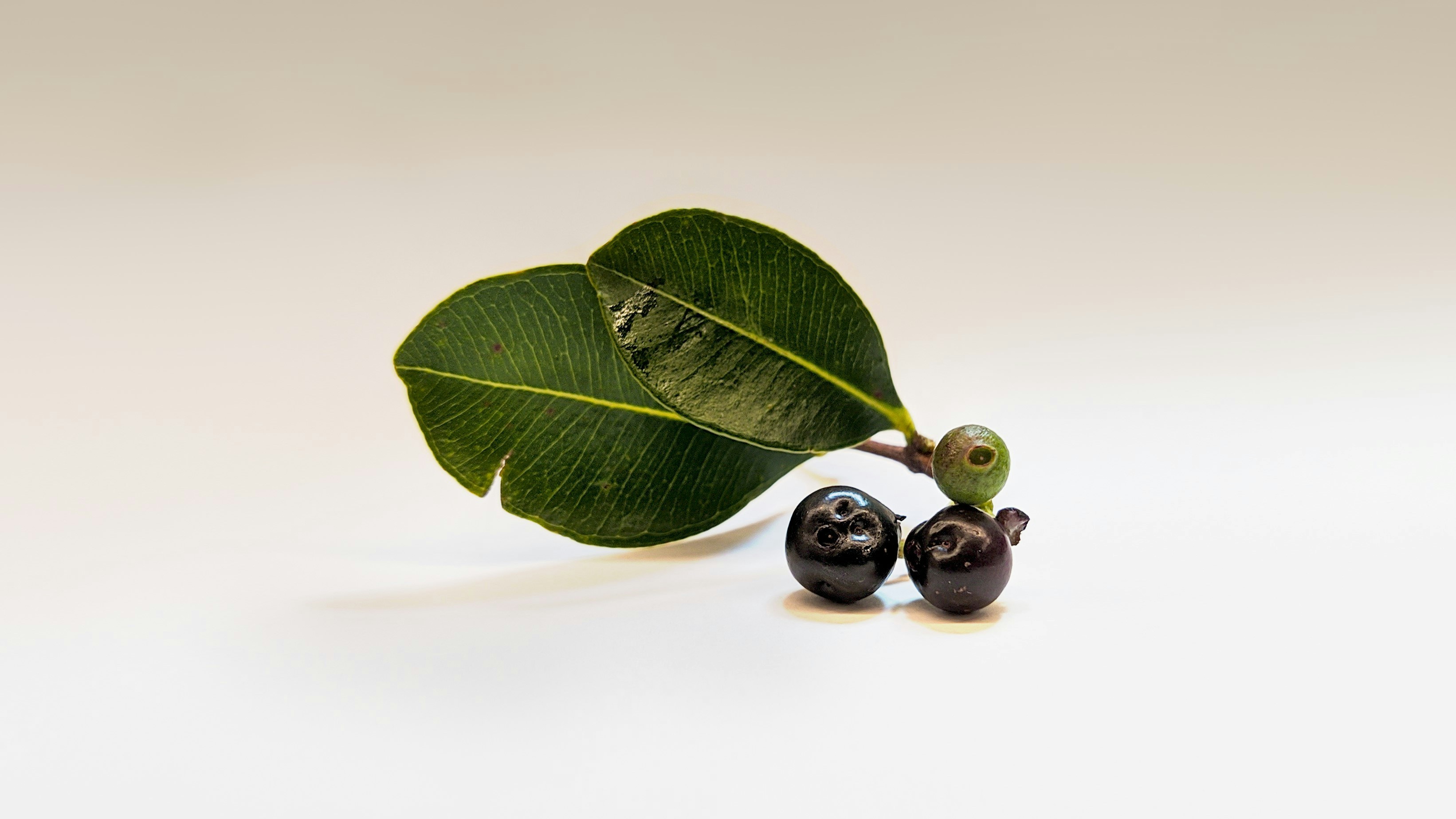 슈퍼푸드 10가지 / 세계 10대 슈퍼푸드 / 슈퍼푸드 효능과 힘 / 섭취 방법