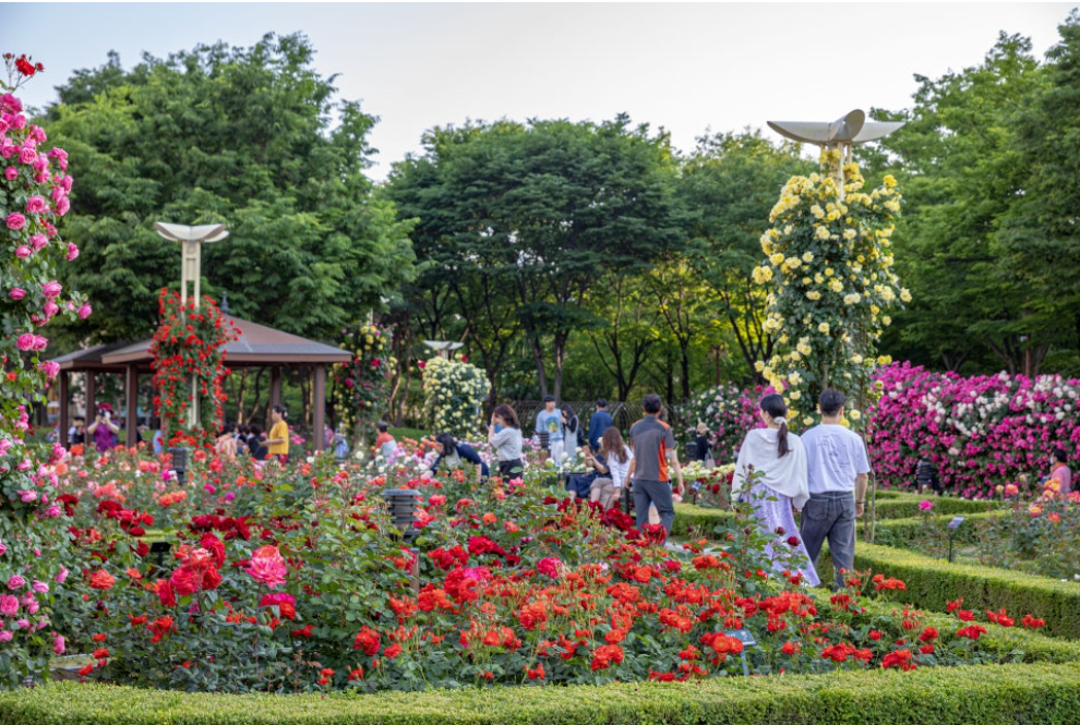 대구 이곡 장미공원 장미축제