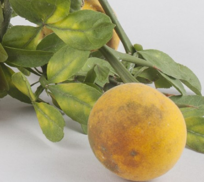 탱자 효능 부작용