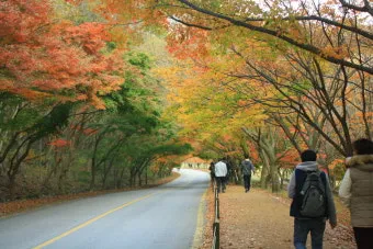 내장산 단풍터널 드라이브 코스 주차장 위치까지 총정리_15