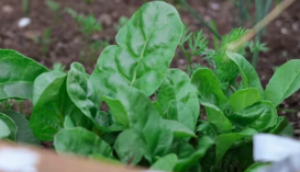 이노시톨 많은 식품 섭취 : 시금치