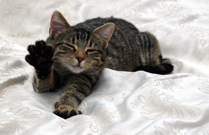 침대 위에서 손을 뻗고 자는 고양이.