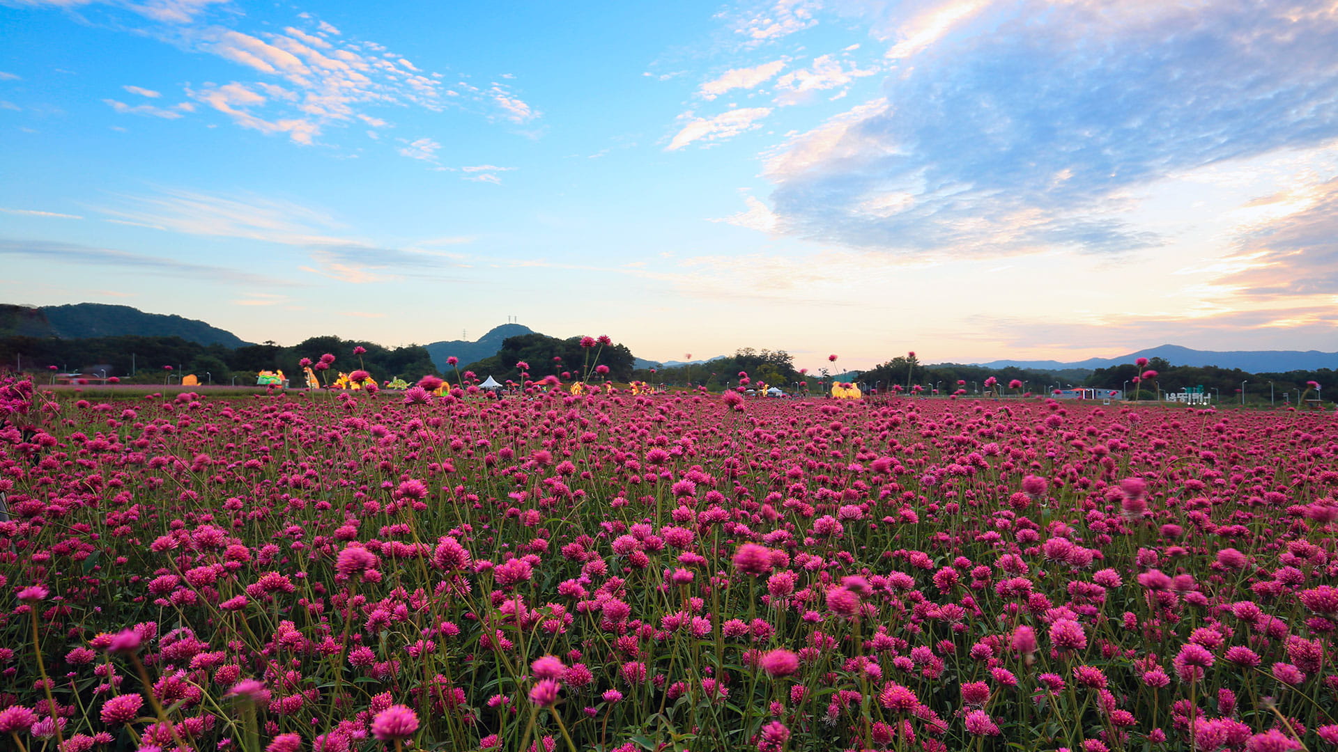 양주 천일홍 가을 페스타 살펴보기 1