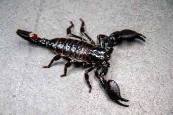 반려 전갈, 위험할까? 실제 사례로 알아보는 사육 안전성