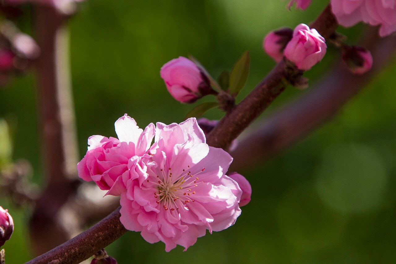 광양 매화 축제