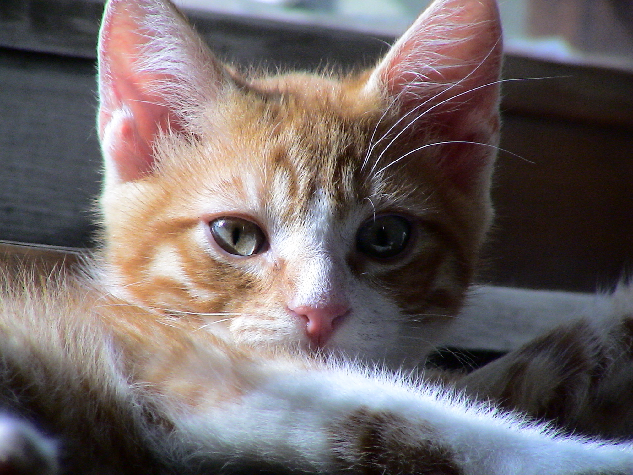 고양이 화장실 관련 사진