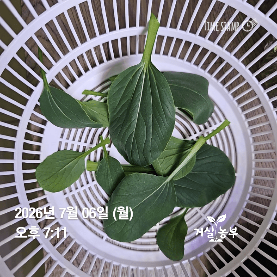 수경재배 청경채 파종 25일 첫 수확 잎